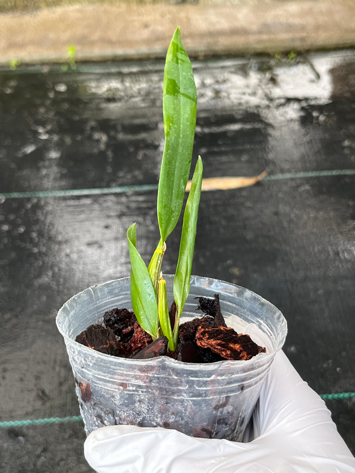 Dendrobium convolutum --Orchid