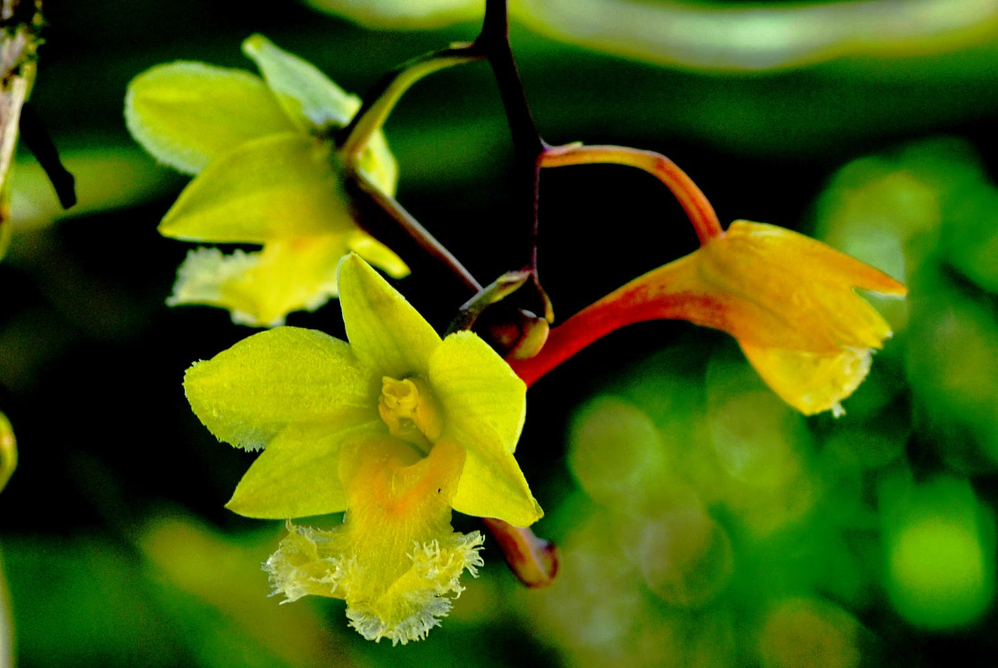 In Spike! Dendrobium fimbrilabium --Orchid