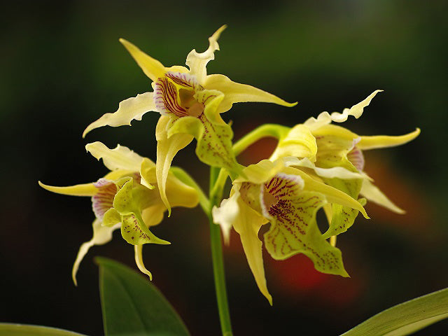 Dendrobium hodgkinsonii --Orchid