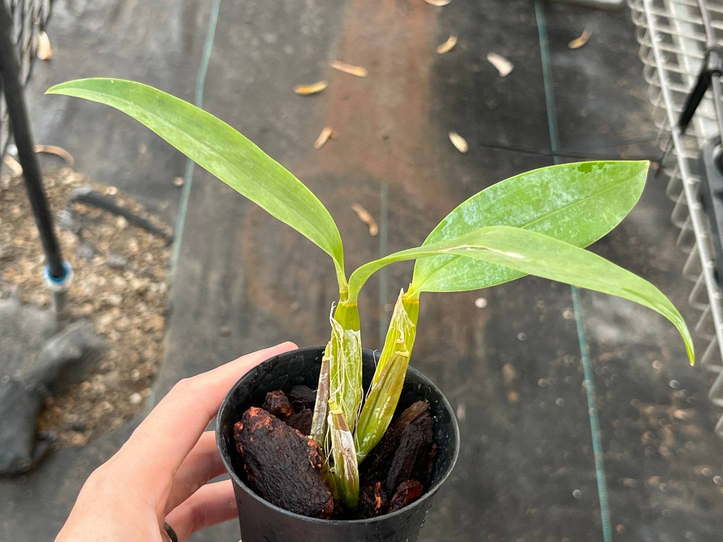 Dendrobium hodgkinsonii --Orchid