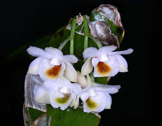 Dendrobium lamellatum --Miniature Orchid