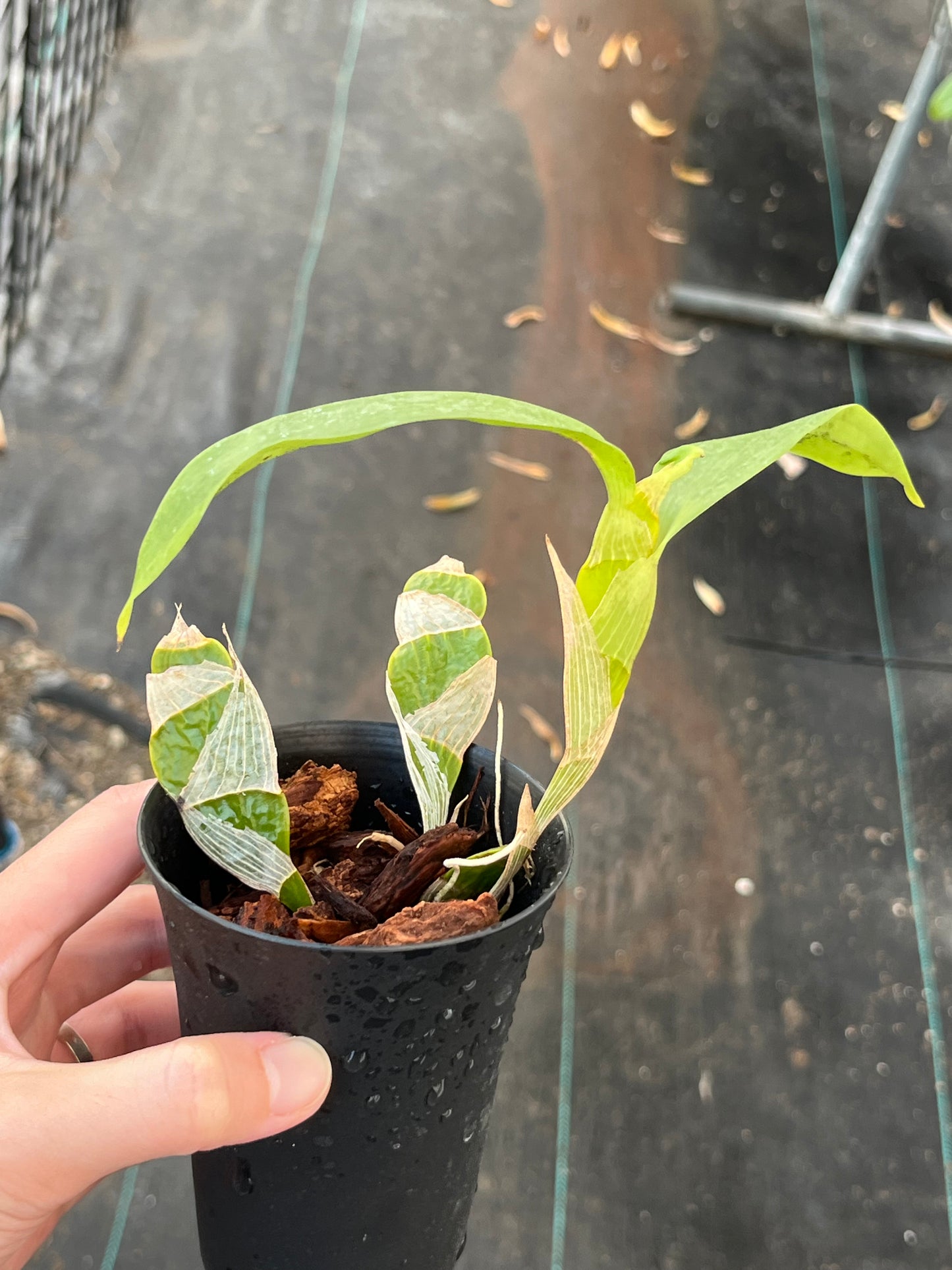 Dendrobium lamellatum --Miniature Orchid