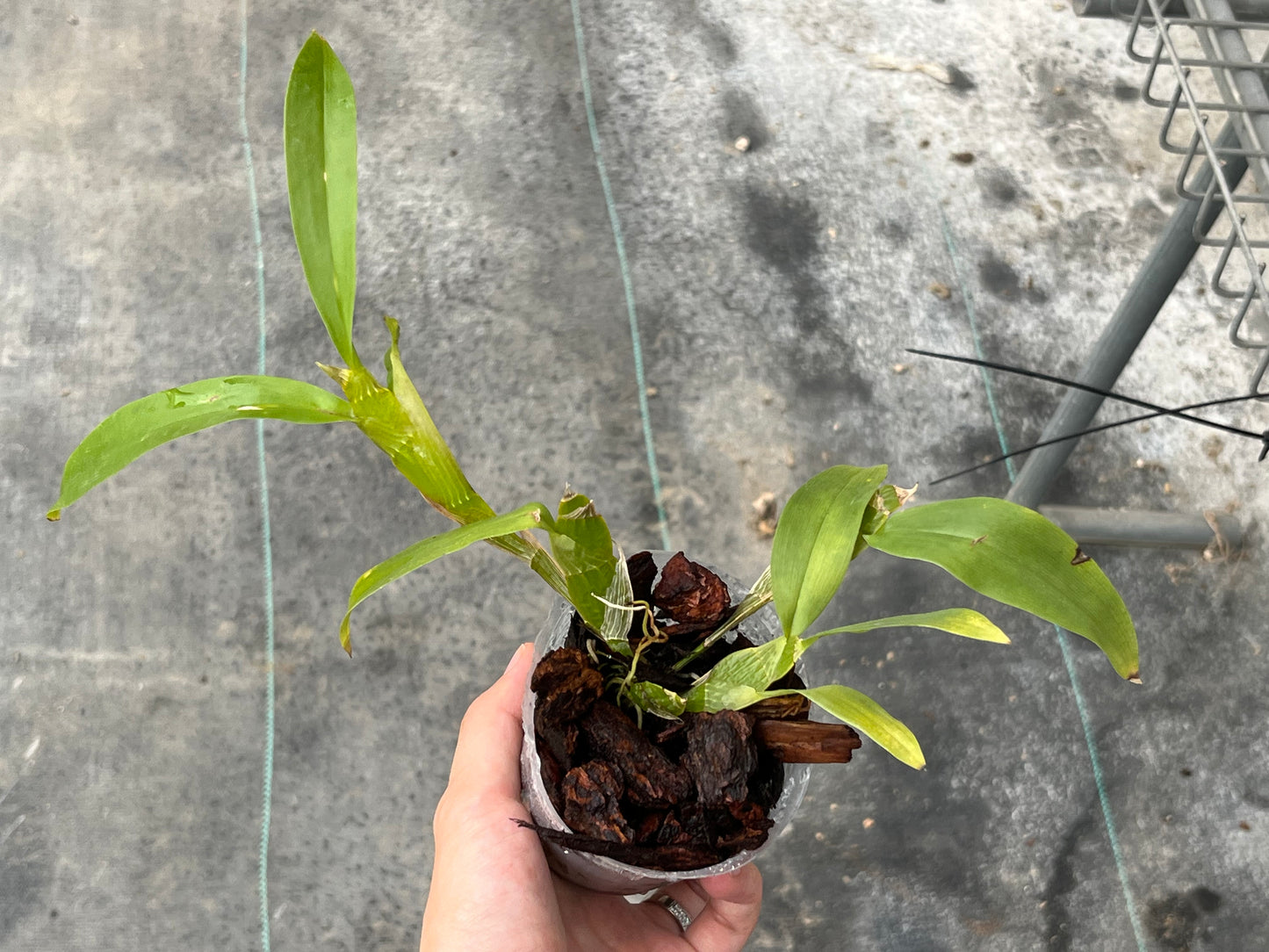 Dendrobium lamellatum --Miniature Orchid