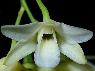 Dendrobium lamellatum --Miniature Orchid