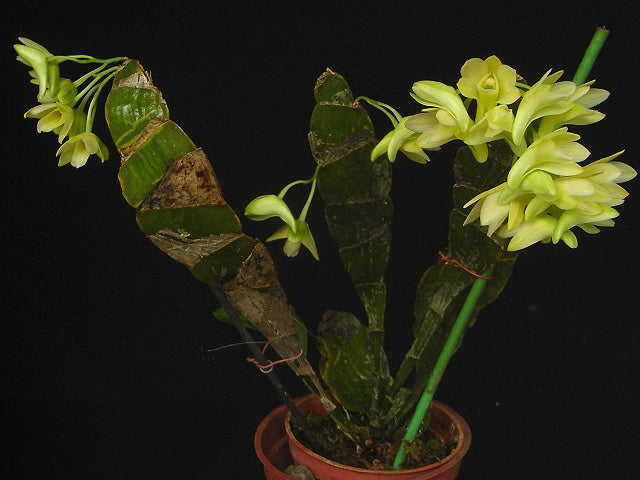 Dendrobium lamellatum --Miniature Orchid