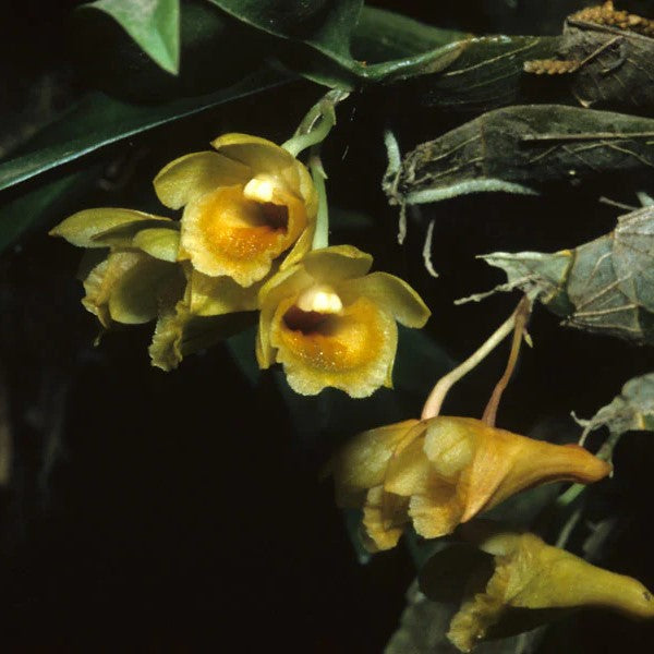 Dendrobium lamellatum --Miniature Orchid