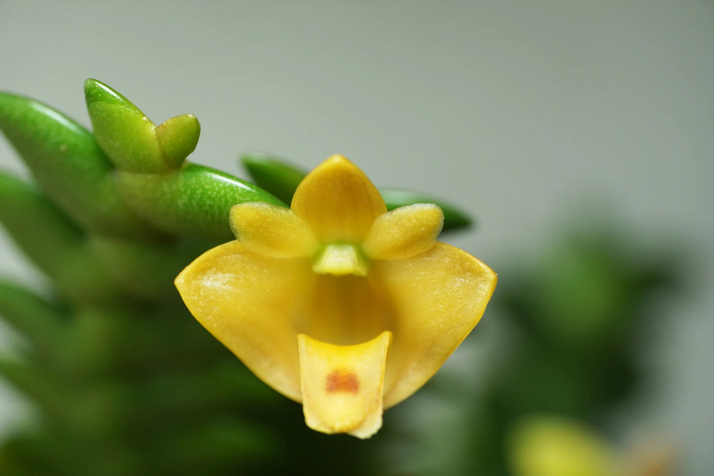 Dendrobium leonis --Fragrant, Miniature Orchid