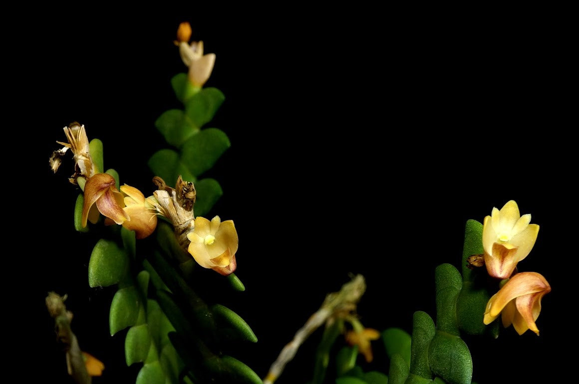 Dendrobium leonis --Fragrant, Miniature Orchid