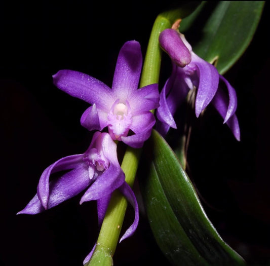 Dendrobium ostrinum --Orchid