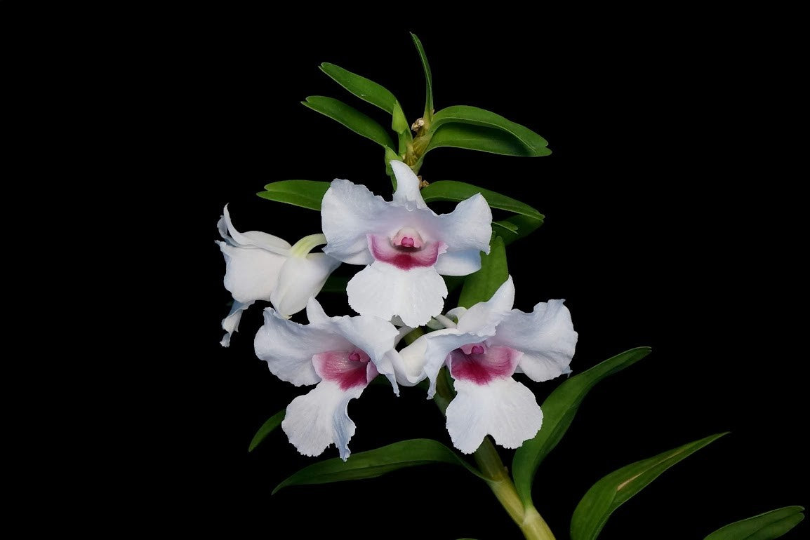 Dendrobium parthenium --Orchid