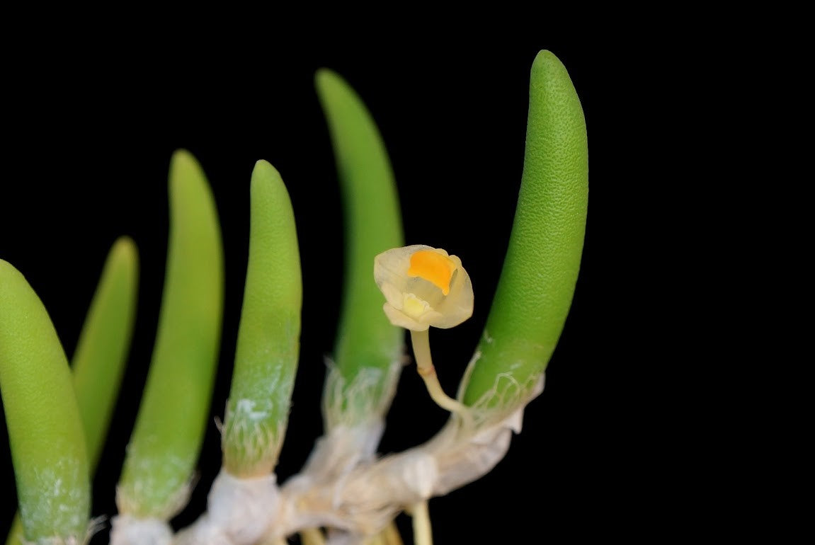 Dendrobium prenticei --Fragrant, Miniature Orchid