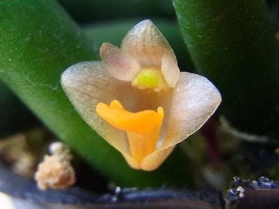 Dendrobium prenticei --Fragrant, Miniature Orchid