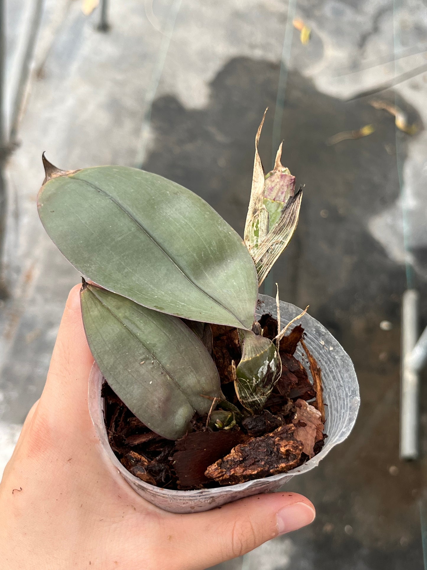 Dendrobium pseudolamellatum --Orchid