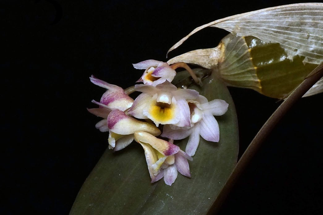 Dendrobium pseudolamellatum --Orchid