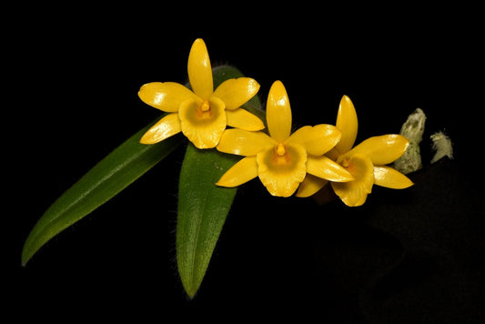 Dendrobium senile --Fragrant, Miniature Orchid