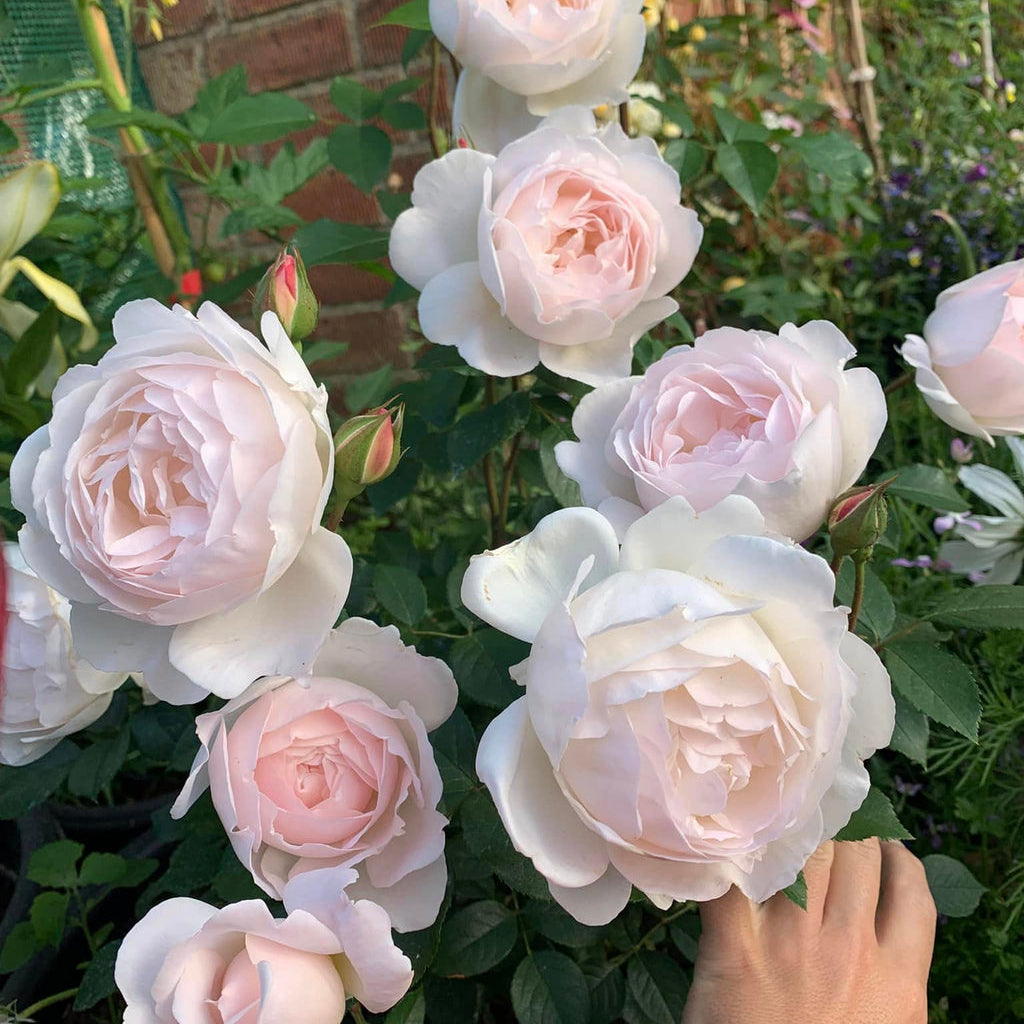 Desdemona® (Auskindling) David Austin® Shrub Rose Brush Live Plant, 5 gallon