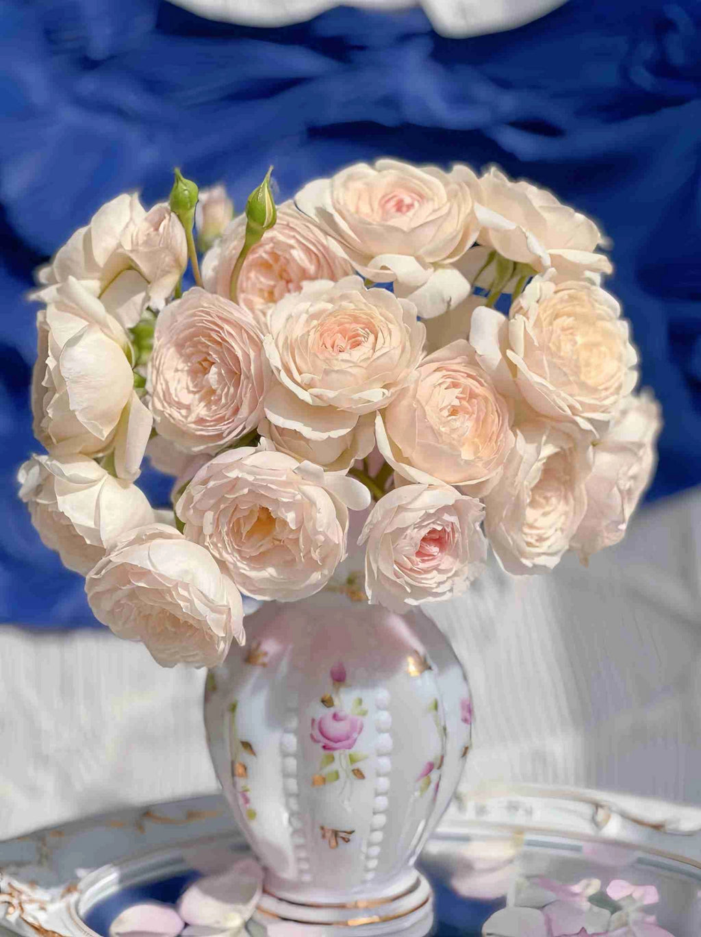 Desdemona® (Auskindling) David Austin® Shrub Rose Brush Live Plant, 5 gallon