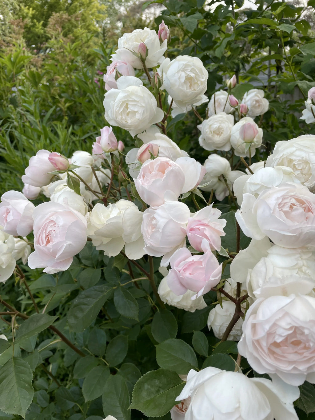 Desdemona® (Auskindling) David Austin® Shrub Rose Brush Live Plant, 5 gallon