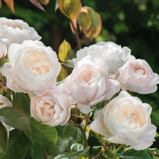 Desdemona® (Auskindling) David Austin® Shrub Rose Brush Live Plant, 5 gallon