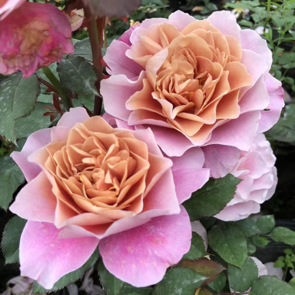 Distant Drum Shrub Rose Brush Live Plant, 5 gallon