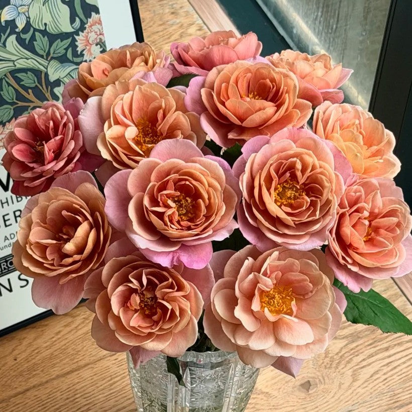 Distant Drum Shrub Rose Brush Live Plant, 5 gallon