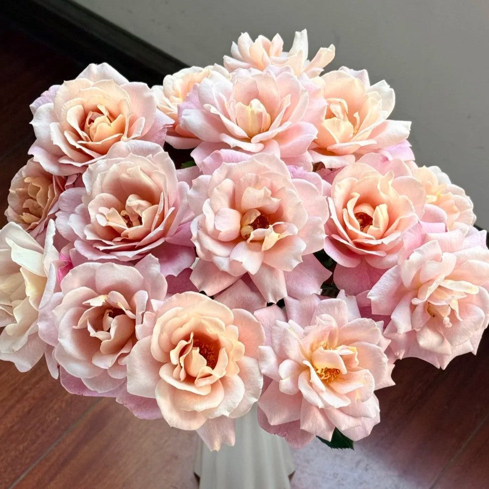 Distant Drum Shrub Rose Brush Live Plant, 5 gallon