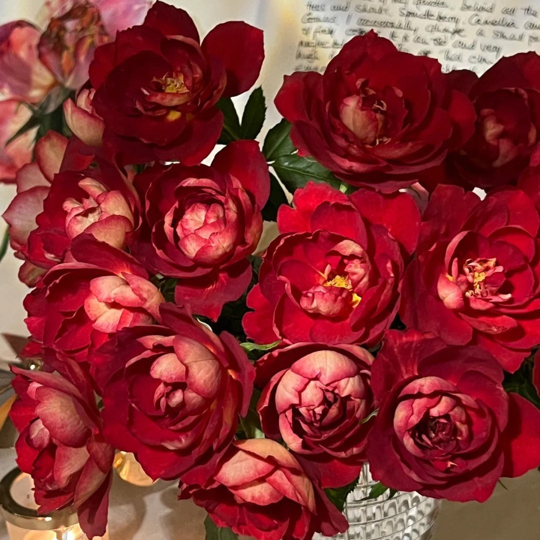 'Dominique Massad' Shrub Rose