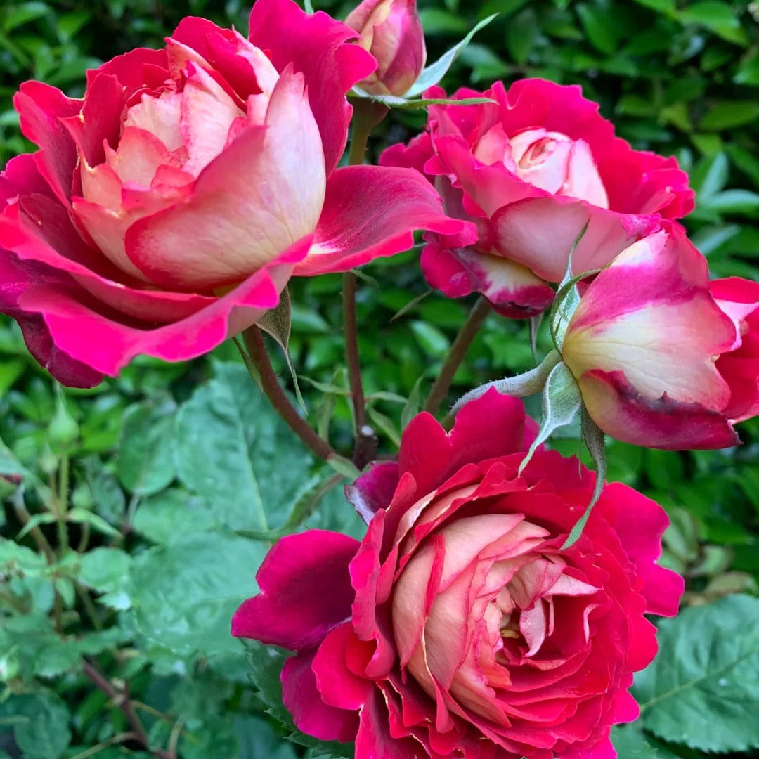'Dominique Massad' Shrub Rose