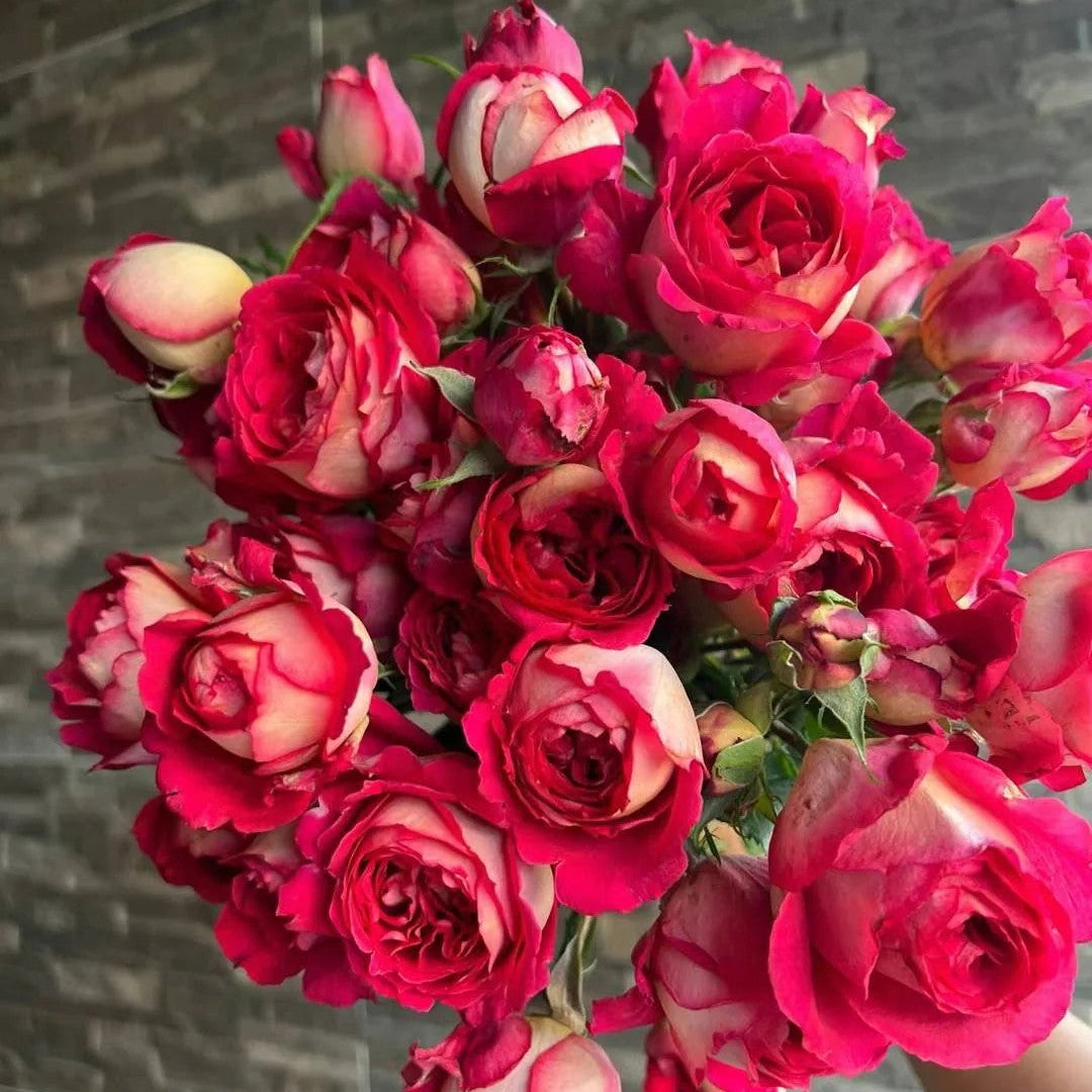 'Dominique Massad' Shrub Rose