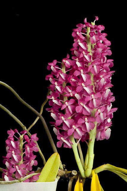 Dyakia hendersoniana --Fragrant, Miniature Orchid