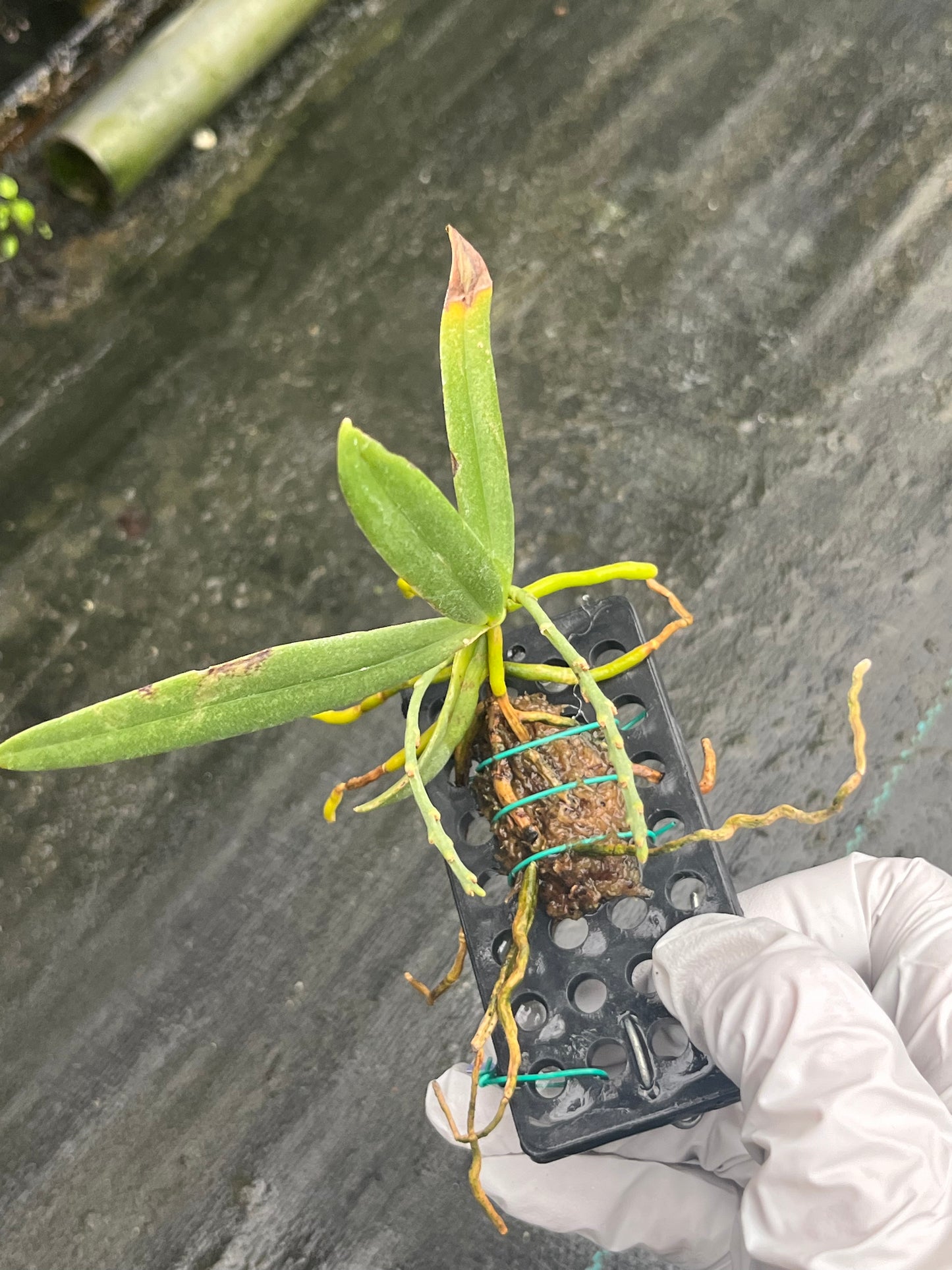 Dyakia hendersoniana --Fragrant, Miniature Orchid