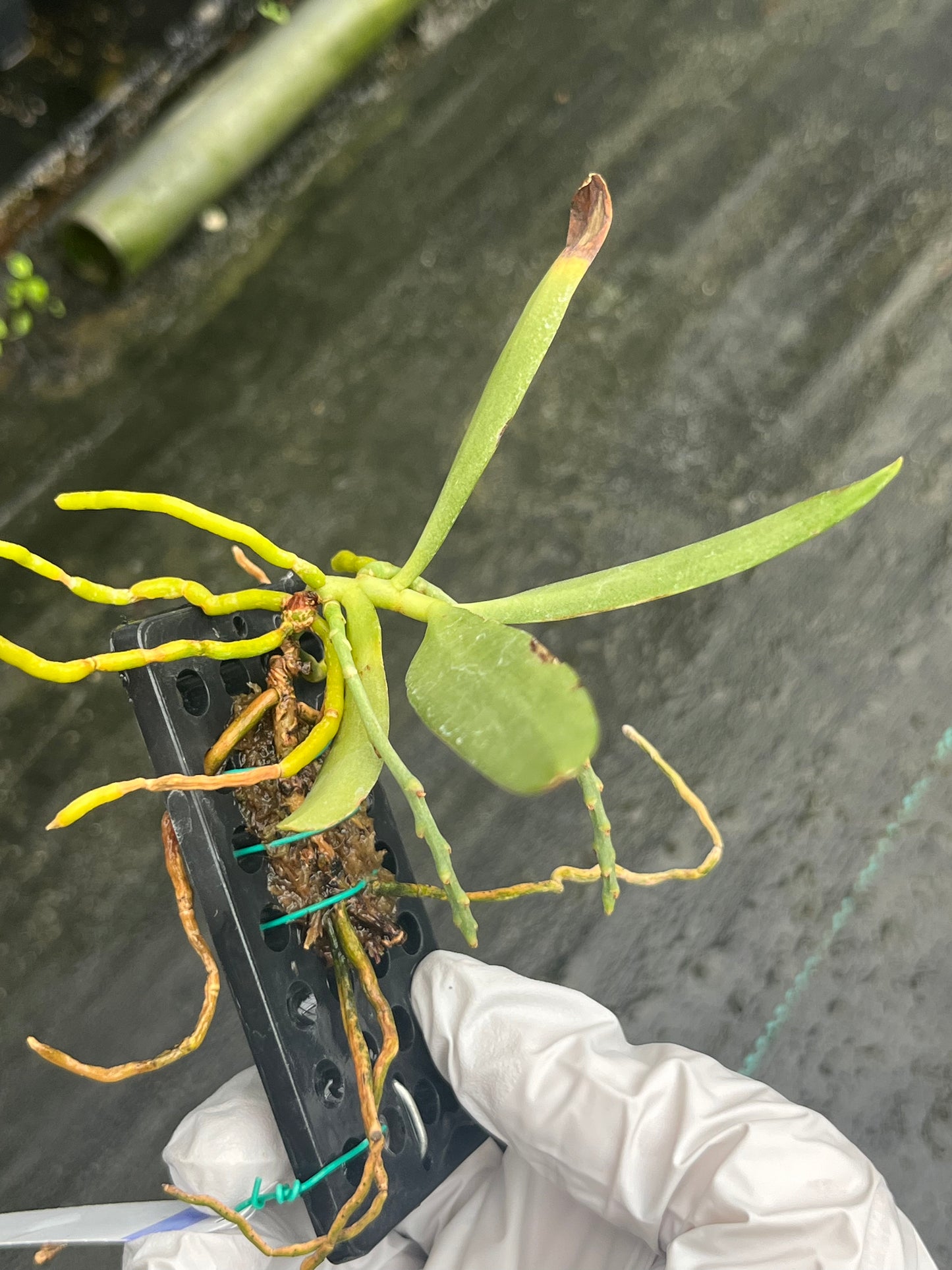 Dyakia hendersoniana --Fragrant, Miniature Orchid