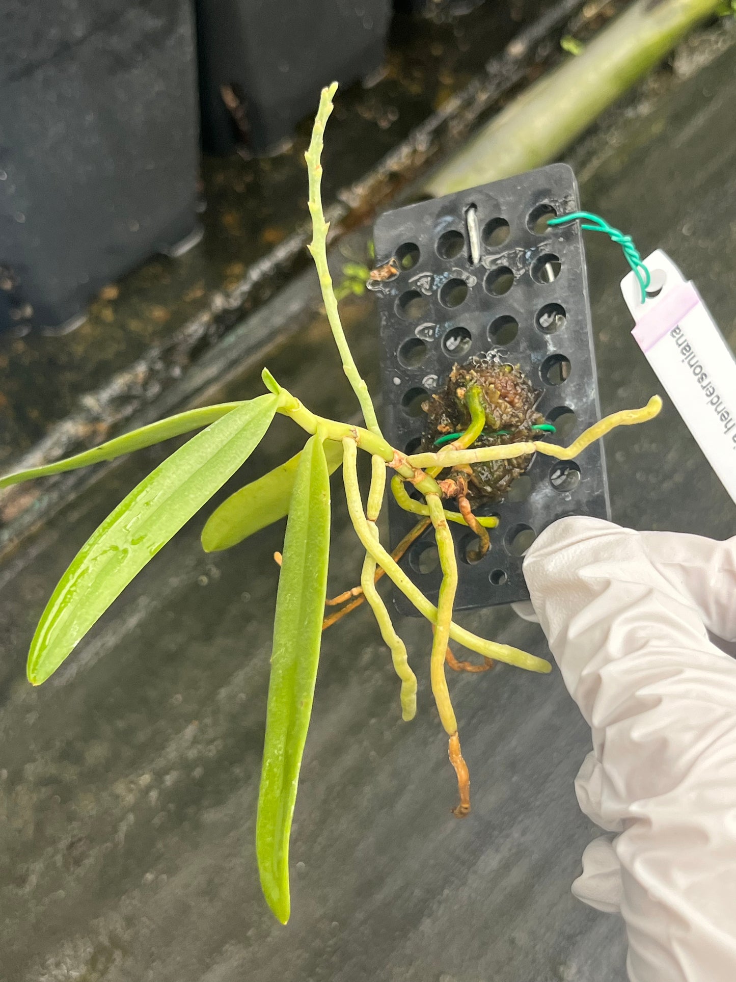 Dyakia hendersoniana --Fragrant, Miniature Orchid