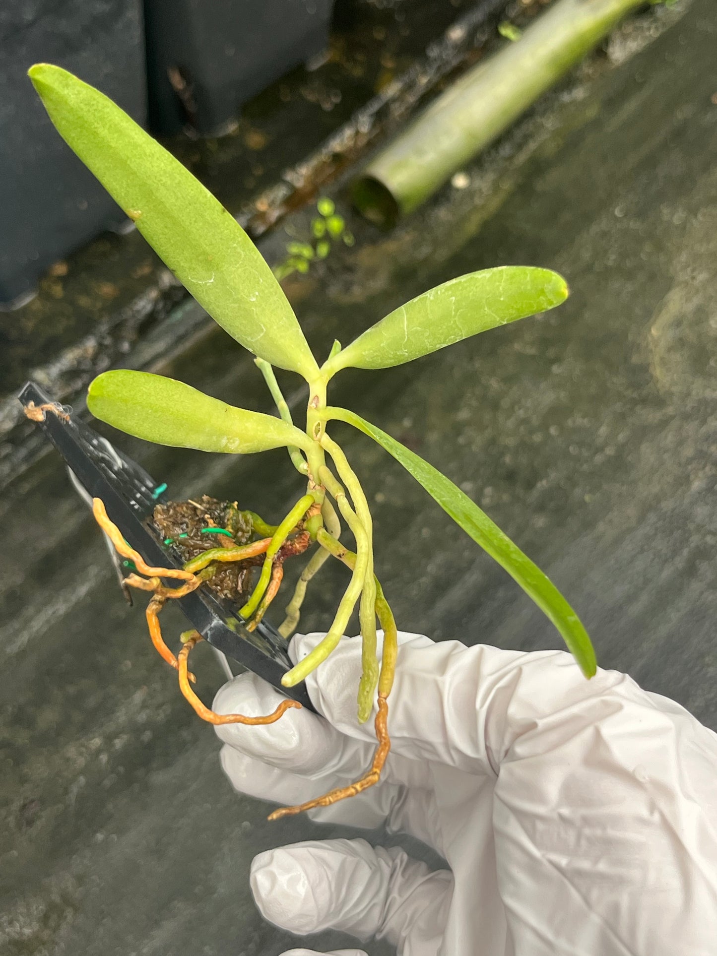 Dyakia hendersoniana --Fragrant, Miniature Orchid