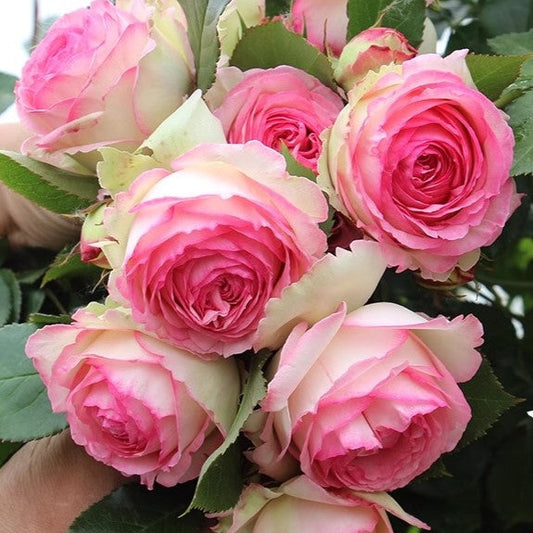 Eden Climber® Climbing Rose Brush Live Plant, 5 gallon