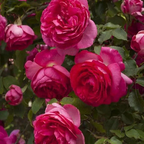 Pretty in Pink Eden Climber® Climbing Rose Brush Live Plant, 5 gallon