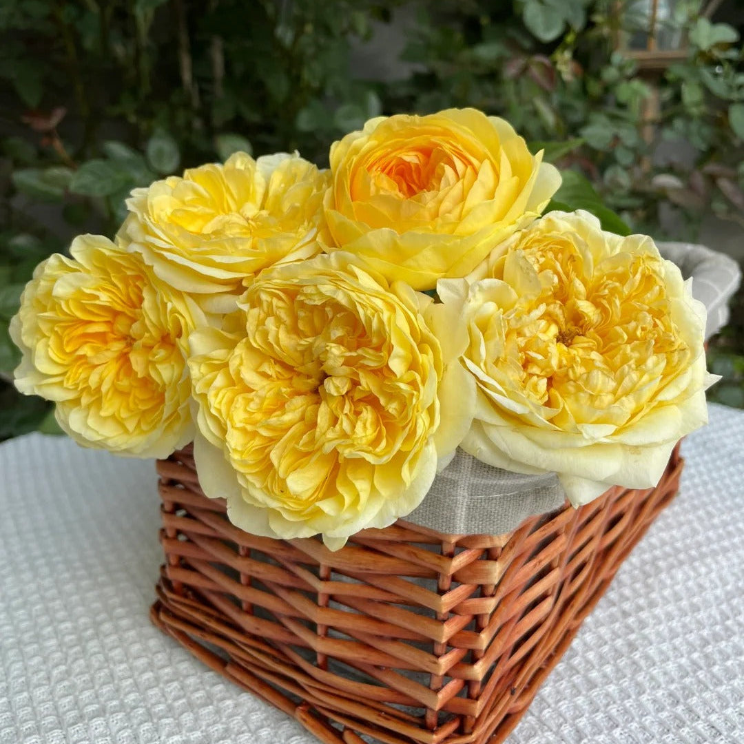 'Ehuang' Shrub Rose