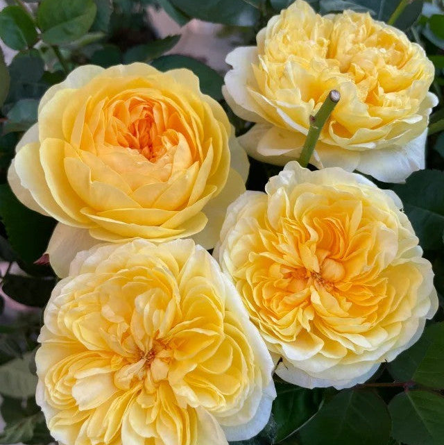 'Ehuang' Shrub Rose