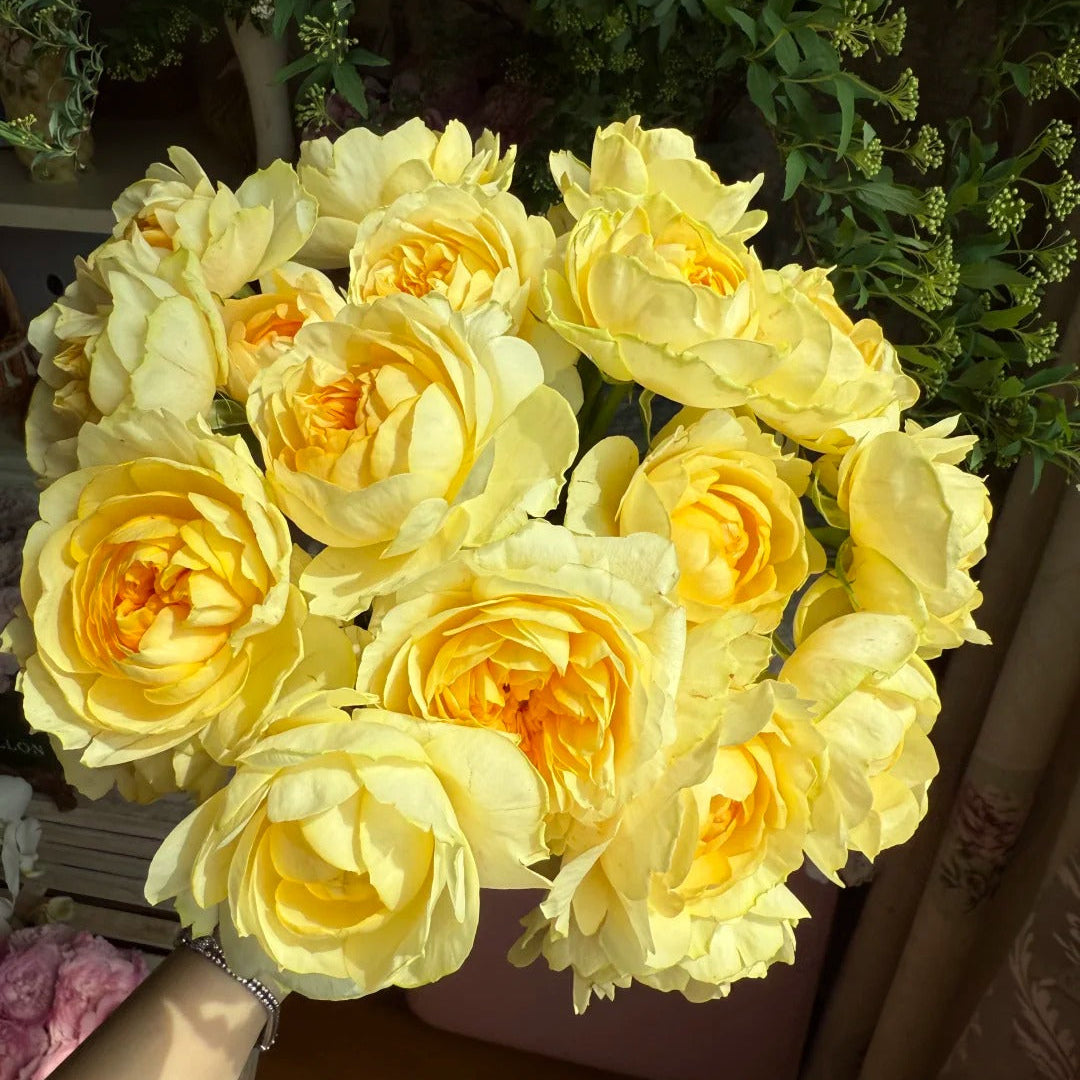 'Ehuang' Shrub Rose