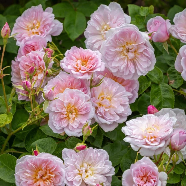 Elizabeth® (AUSmajesty) David Austin® Shrub Rose Brush Live Plant, 3-5 gallon
