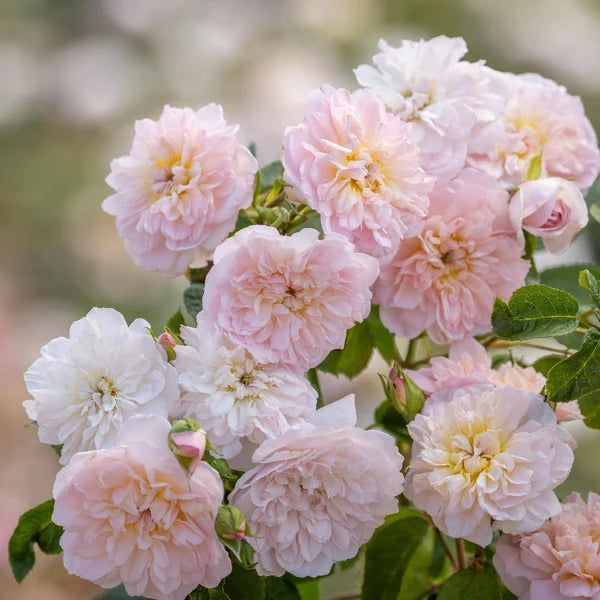 Elizabeth® (AUSmajesty) David Austin® Shrub Rose Brush Live Plant, 3-5 gallon