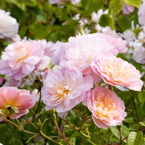 Elizabeth® (AUSmajesty) David Austin® Shrub Rose Brush Live Plant, 3-5 gallon