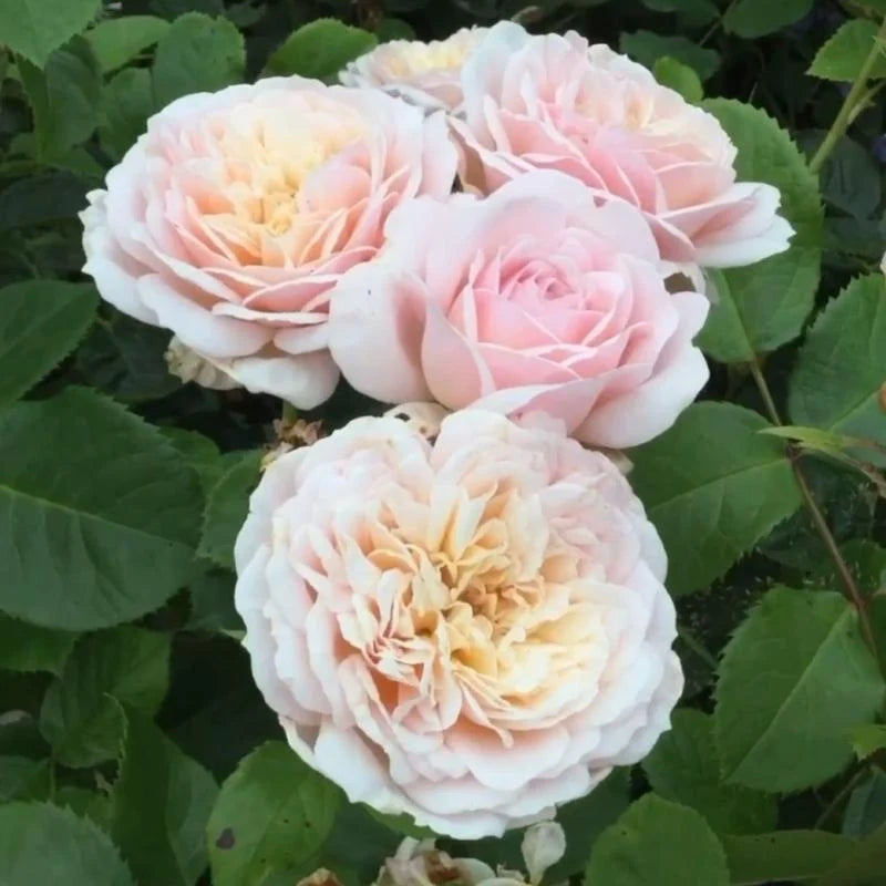 Emily Brontë® (AUSearnshaw) David Austin® Shrub Rose Brush Live Plant, 5 gallon