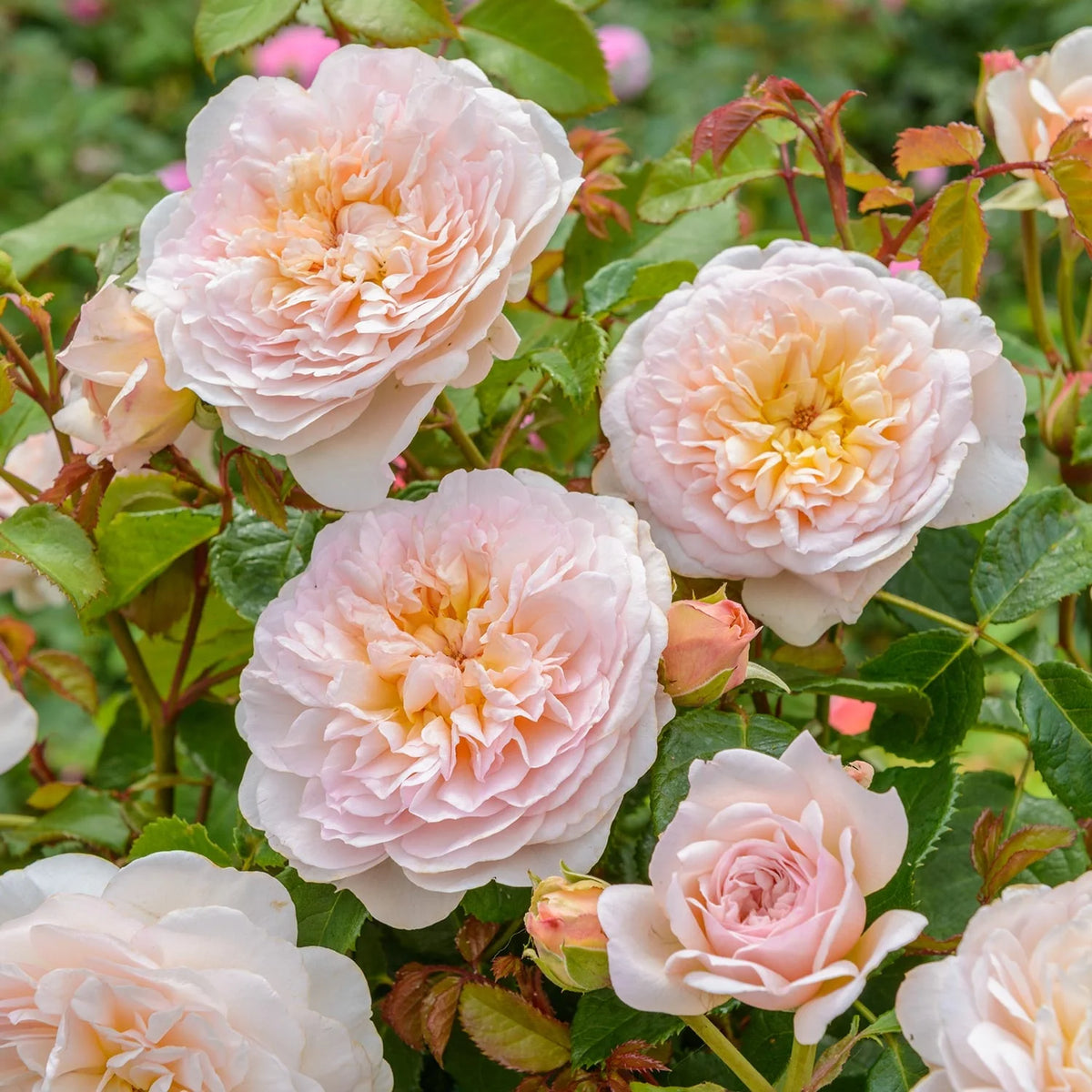Emily Brontë® (AUSearnshaw) David Austin® Shrub Rose Brush Live Plant, 5 gallon