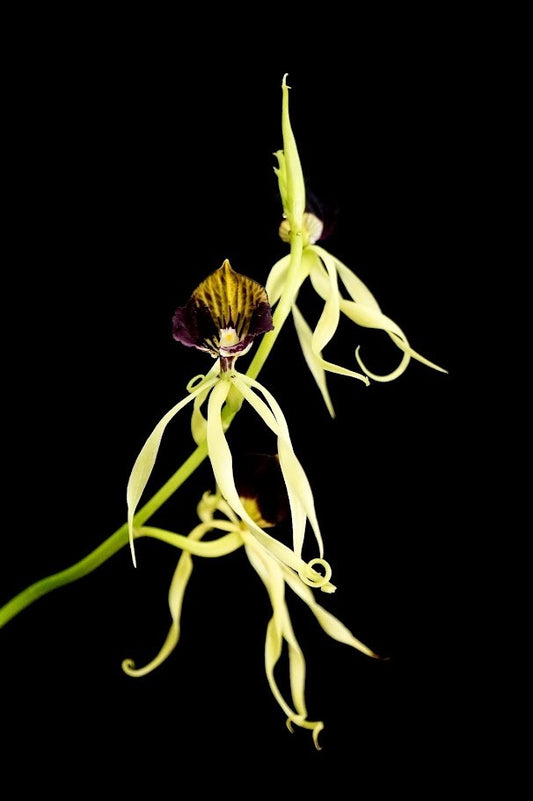 Encyclia cochleata / Prosthechea cochleata --Orchid