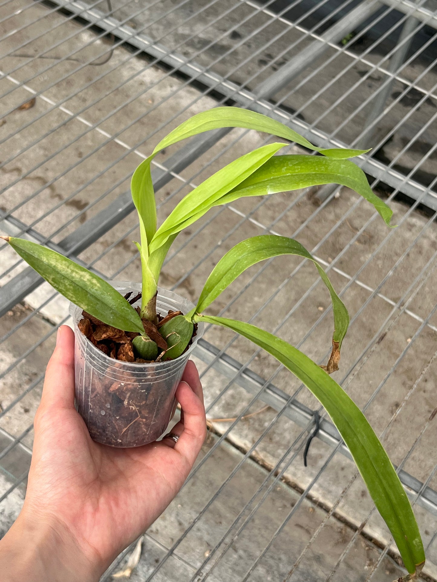 Encyclia cochleata / Prosthechea cochleata --Orchid