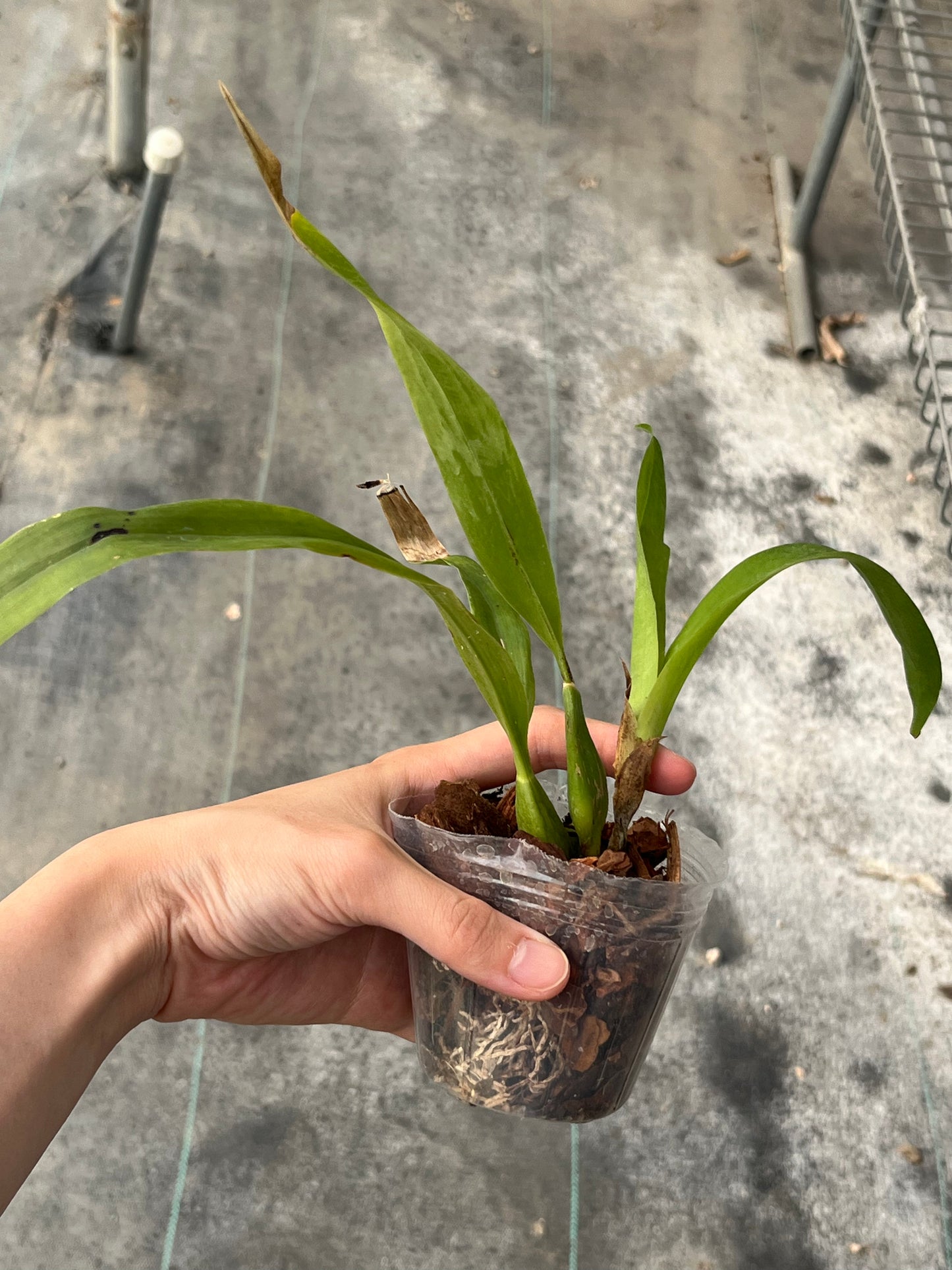 Encyclia cochleata / Prosthechea cochleata --Orchid