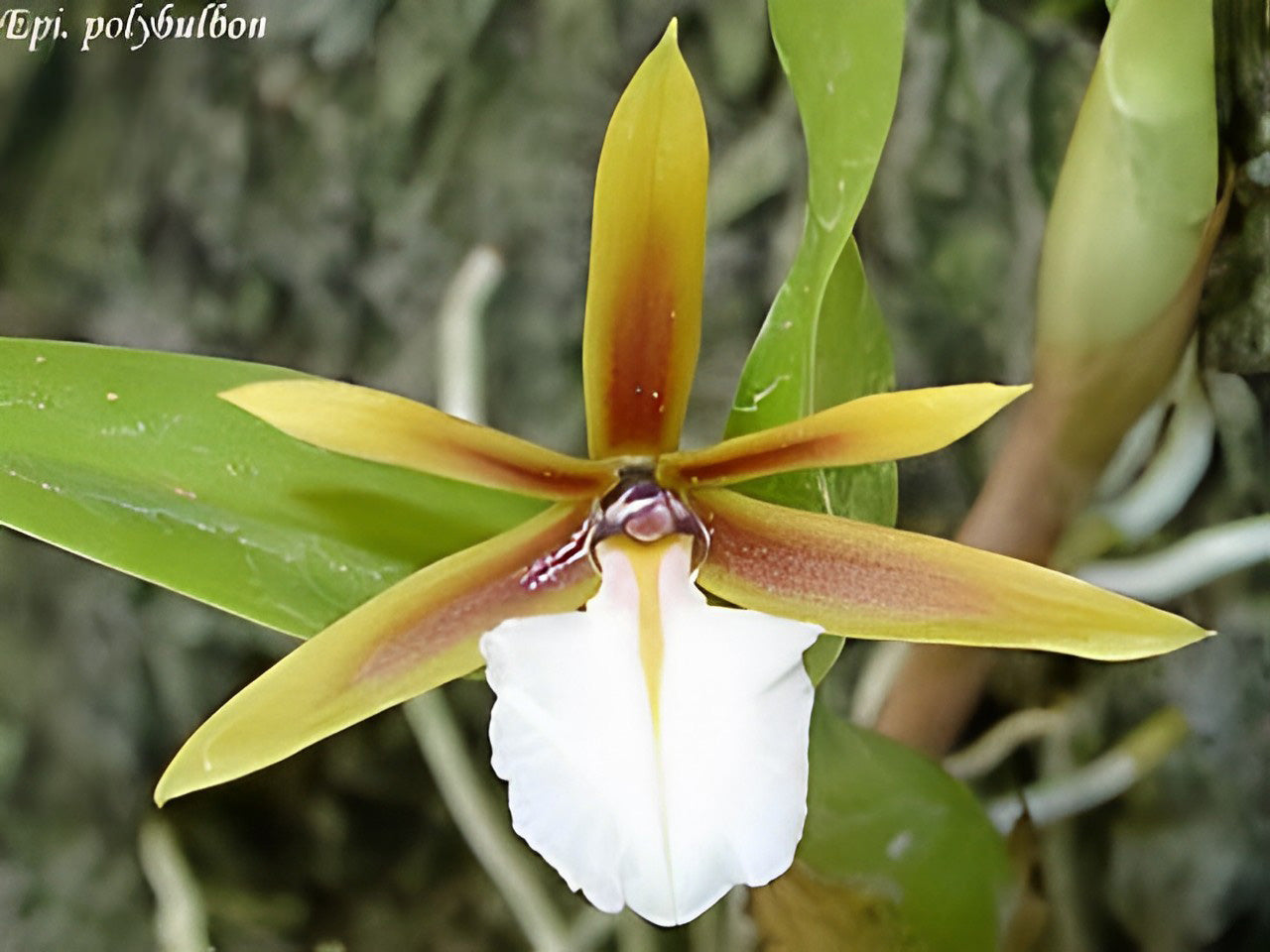 Encyclia polybulbon/ Epidendrum polybulbon 聚豆 --Fragrant, Miniature Orchid