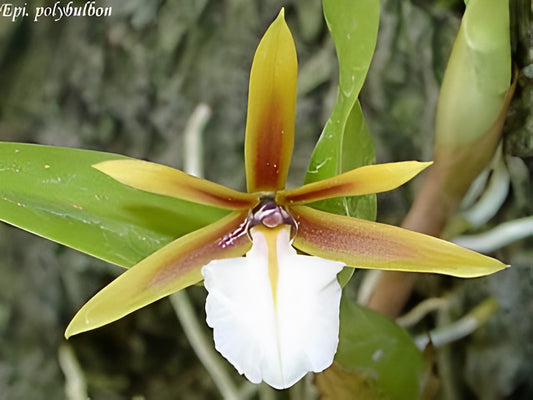 Encyclia polybulbon/ Epidendrum polybulbon 聚豆 --Fragrant, Miniature Orchid