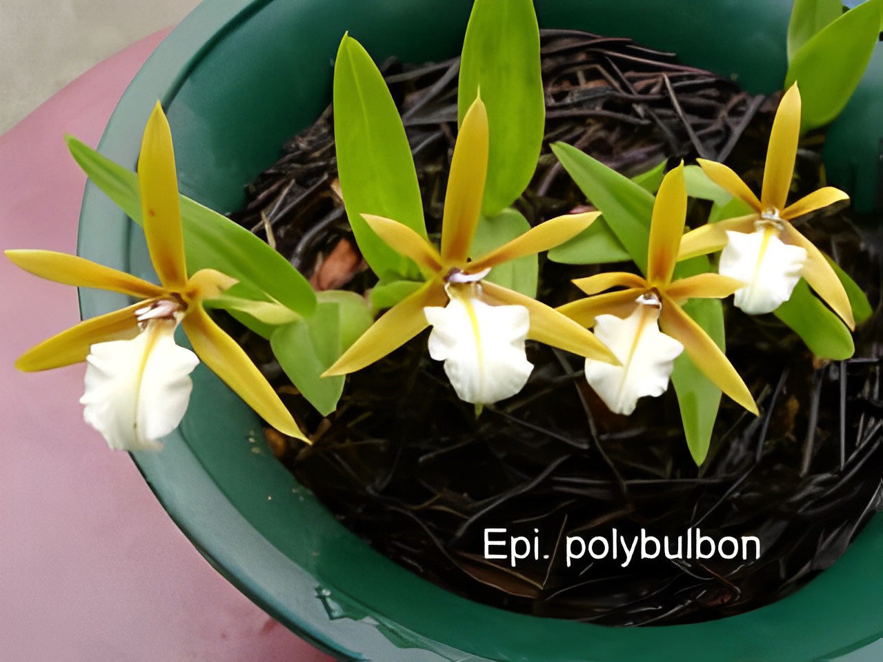 Encyclia polybulbon/ Epidendrum polybulbon 聚豆 --Fragrant, Miniature Orchid